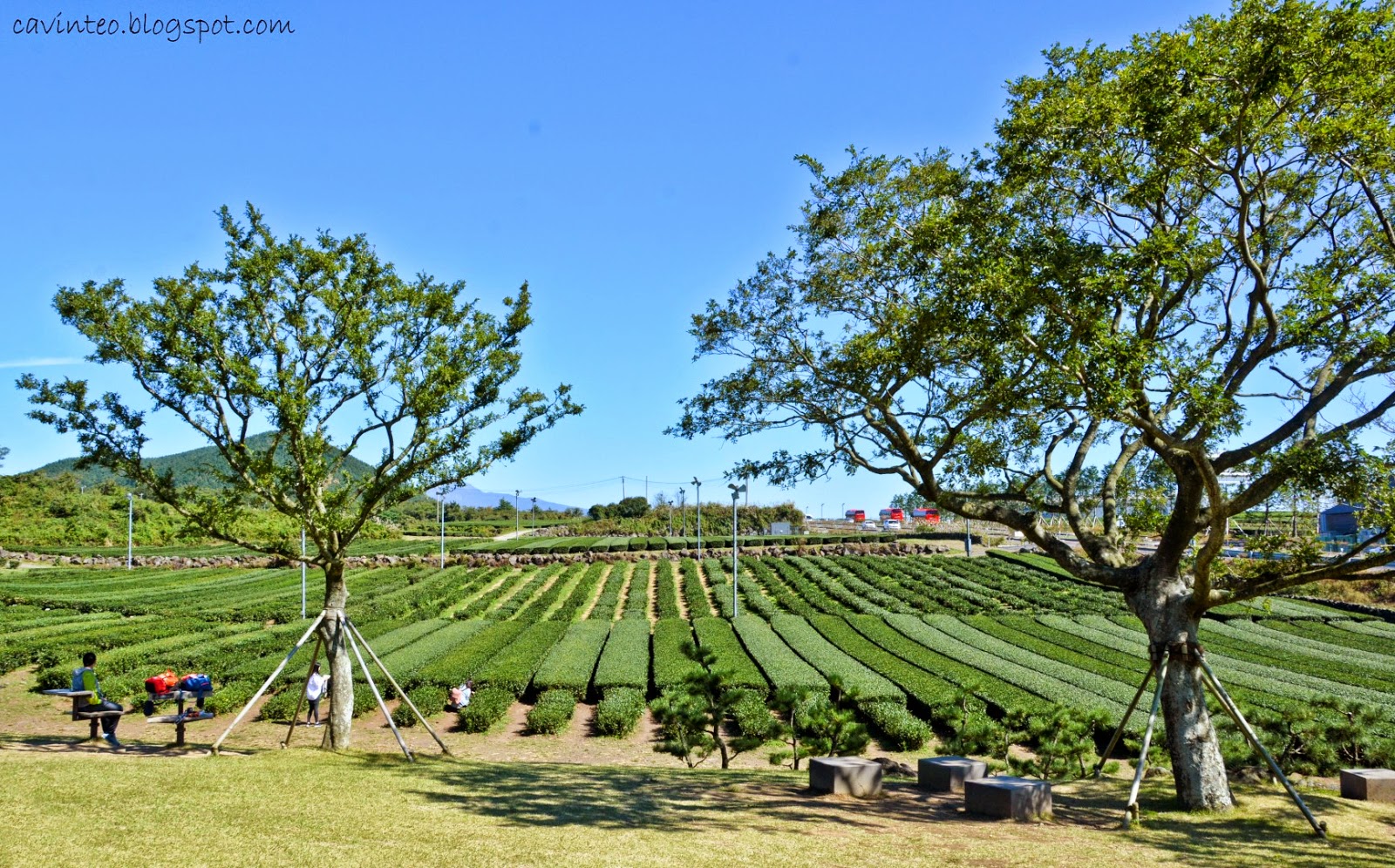 Entree Kibbles O'Sulloc Tea Museum & Innisfree Jeju House Jeju